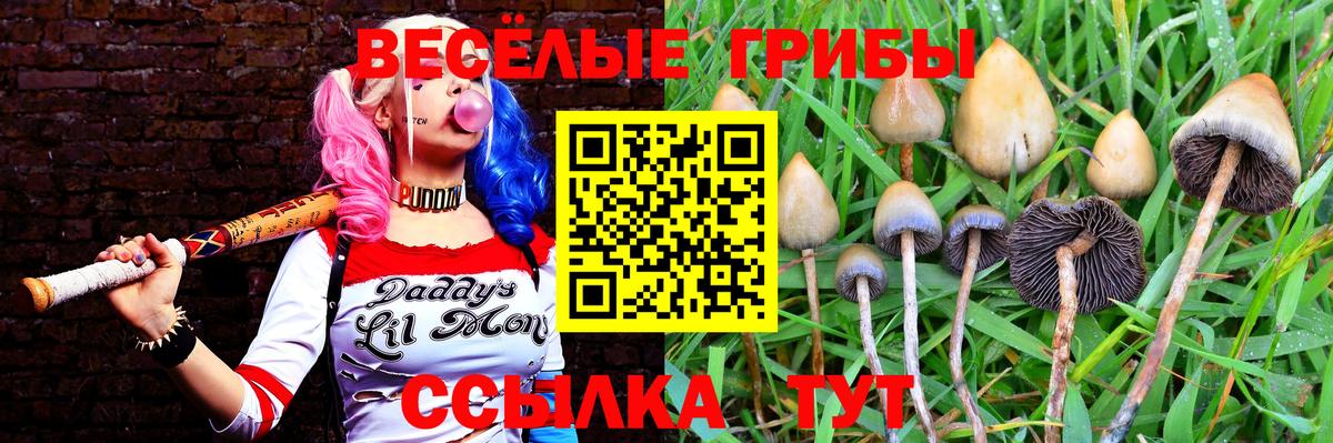 Галлюциногенные грибы Psilocybine cubensis  Вход с VPN  Новоалтайск  Галлюциногенные грибы прущие грибы 